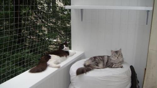 Мы обустраиваем балкон для кошки. 06