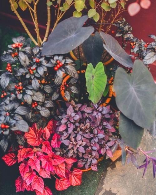 Простые приёмы оформления интерьера с помощью растений. 07 Простые приёмы оформления интерьера с помощью растений. 07