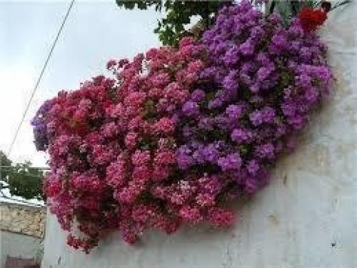 Ампельная герань.   Комнатные цветы, размещенные в подвесных кашпо, вносят в домашнюю атмосферу нотки особого, изысканного стиля. 05