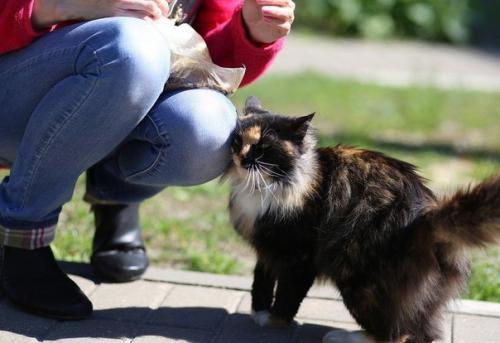 Срочно, очень - очень срочно ищет постоянный дом! 04