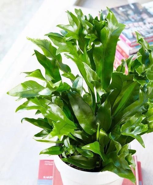 Микросорумы - особенные папоротники. 05