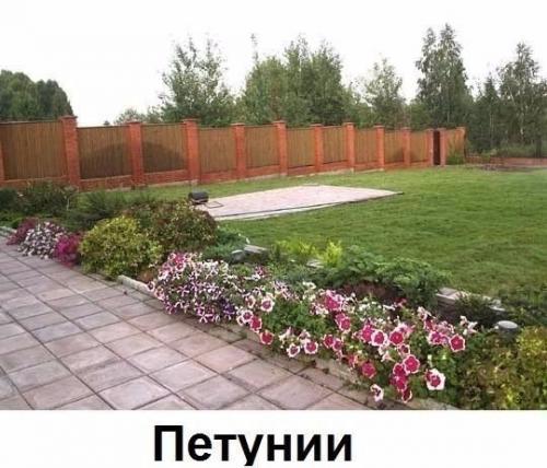 Какие цветы вдоль дома посадить? 02