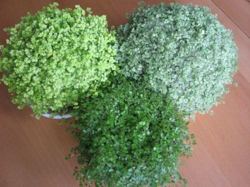 Растения_компаньоны@Parnas_Flowers солейролия@Parnas_Flowers. 03