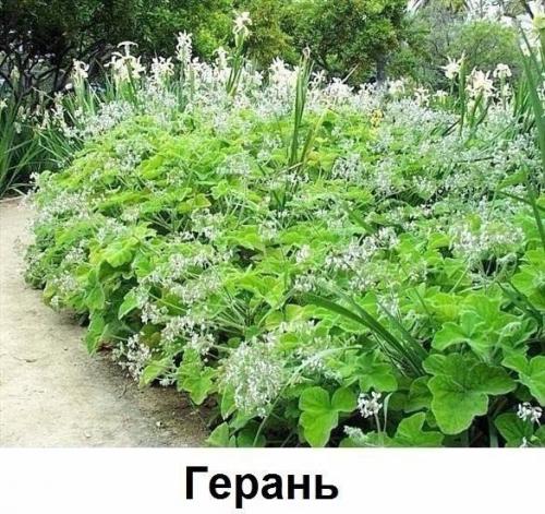 Какие цветы вдоль дома посадить? 03