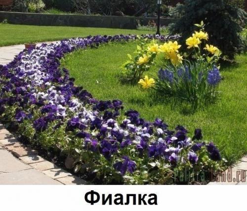 Какие цветы вдоль дома посадить? 01