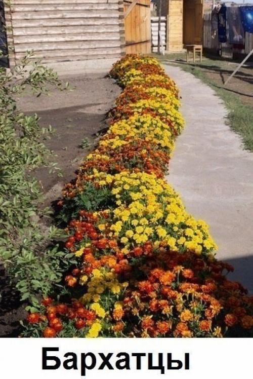 Какие цветы вдоль дома посадить? 06