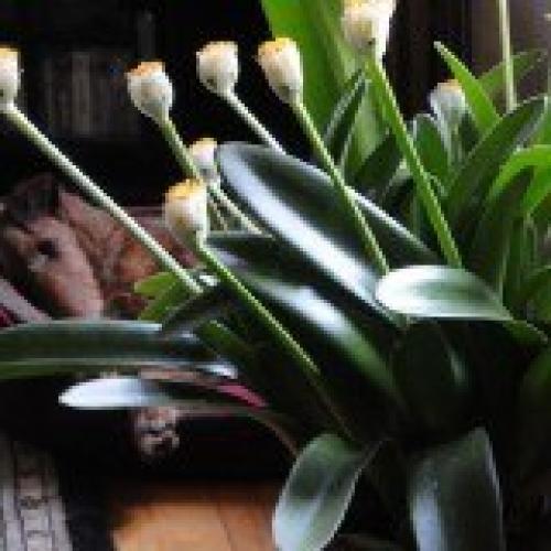 Гемантус?  Гемантус, называемый в народе Слоновьим Ухом или оленьим языком - необычное растение с похожими на одуванчики цветками. 02