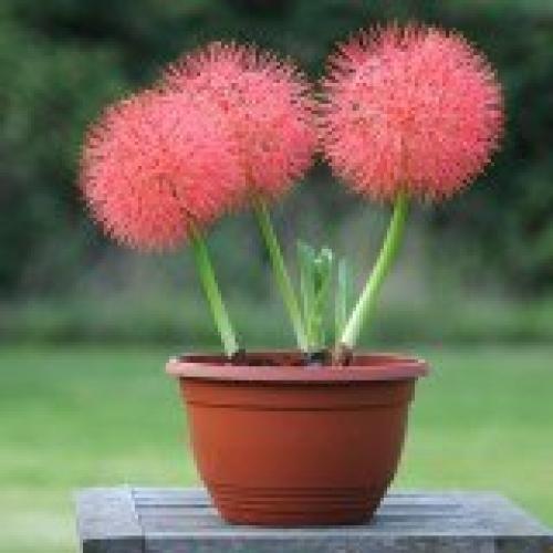 Гемантус?  Гемантус, называемый в народе Слоновьим Ухом или оленьим языком - необычное растение с похожими на одуванчики цветками. 04