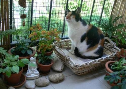 Мы обустраиваем балкон для кошки. 03