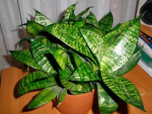 10 лучших домашних растений, не требующих ухода. 09