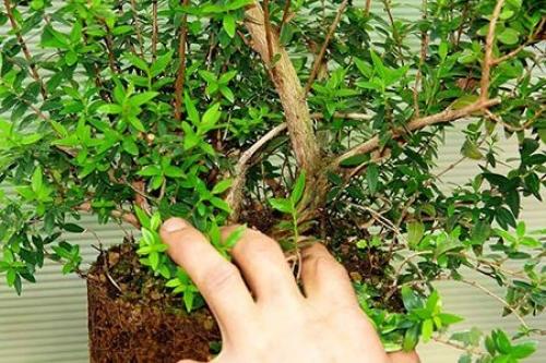 Мирт - дома твоего! 01