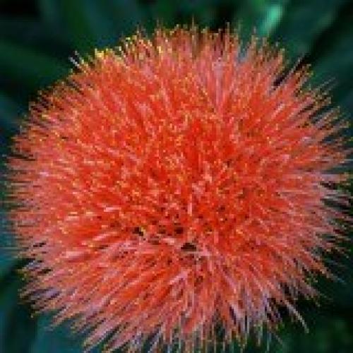 Гемантус?  Гемантус, называемый в народе Слоновьим Ухом или оленьим языком - необычное растение с похожими на одуванчики цветками. 05