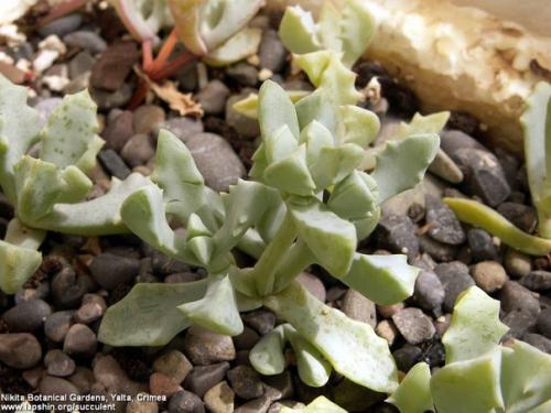 Любимые суккуленты: уход за оскулярией в домашних условиях. 04