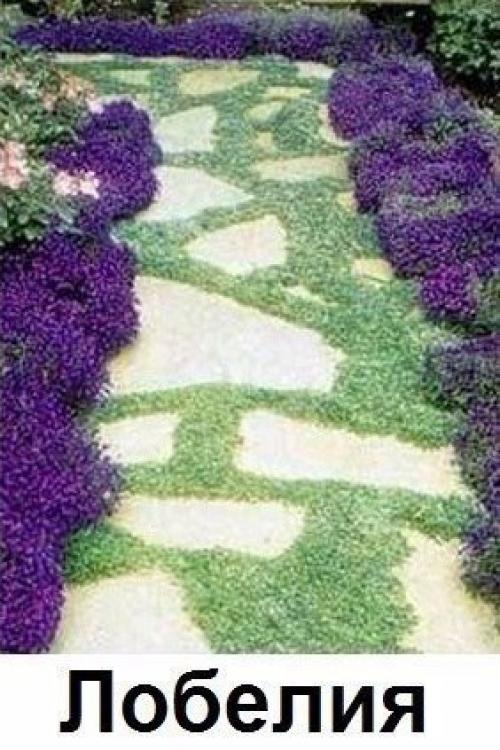 Какие цветы вдоль дома посадить? 05