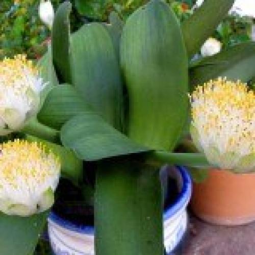 Гемантус?  Гемантус, называемый в народе Слоновьим Ухом или оленьим языком - необычное растение с похожими на одуванчики цветками. 01