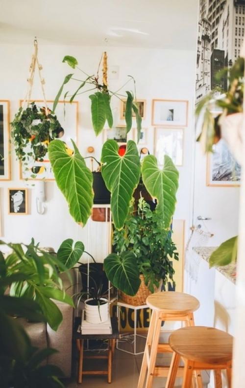 Простые приёмы оформления интерьера с помощью растений. 04 Простые приёмы оформления интерьера с помощью растений. 04