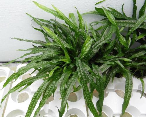 Микросорумы - особенные папоротники. 03