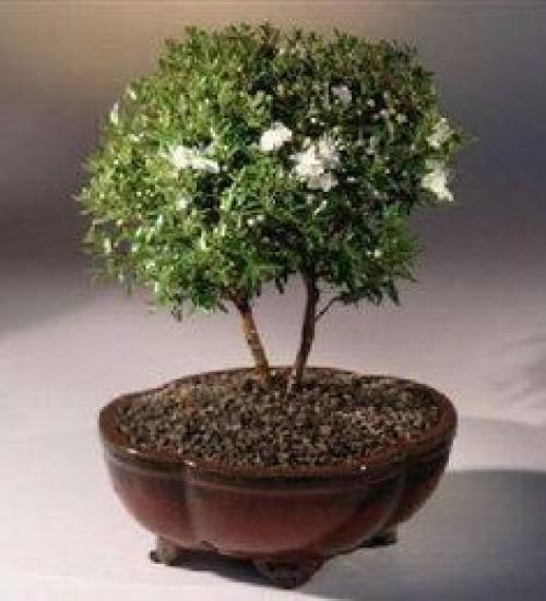 Мирт - дома твоего! 02