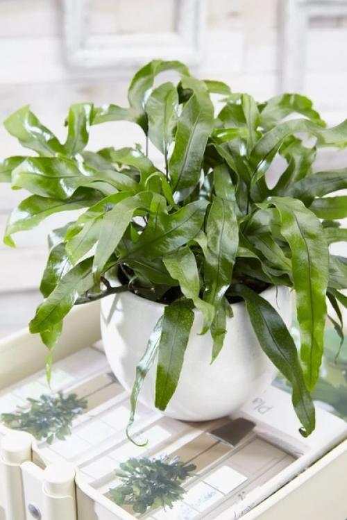 Микросорумы - особенные папоротники. 06