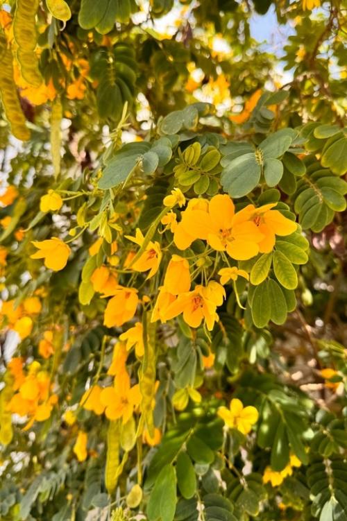 Желтый цвет - это цвет, который напоминает о солнце, наполняет энергией, заряжает оптимизмом, дарит хорошее настроение и радость. 01