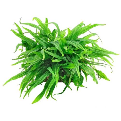 Микросорумы - особенные папоротники. 04