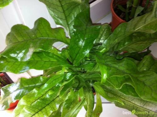 Микросорумы - особенные папоротники. 02