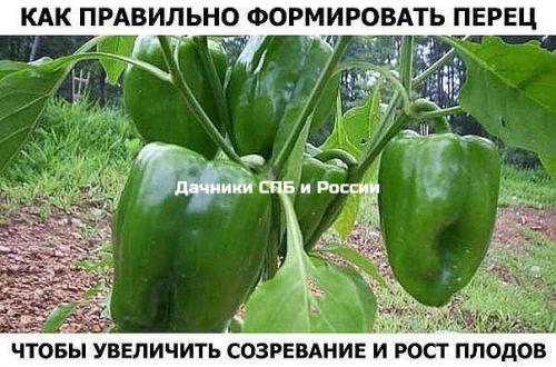 Детские маринованные огурчики. 04