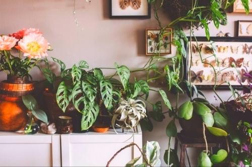 Простые приёмы оформления интерьера с помощью растений. 01 Простые приёмы оформления интерьера с помощью растений. 01