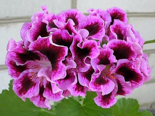 Виды пеларгоний. Это важно знать. Виды пеларгоний. Это важно знать.