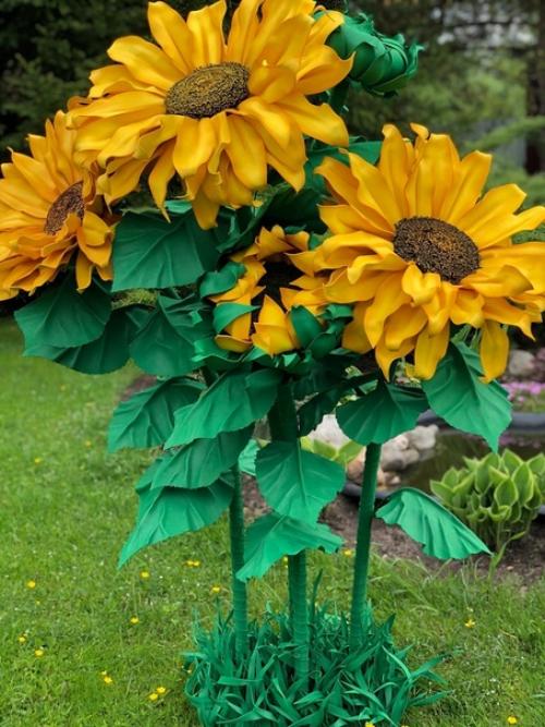 Как же хочется иметь свое красивое желтое солнышко у себя дома у нас распустился подсолнух. 02