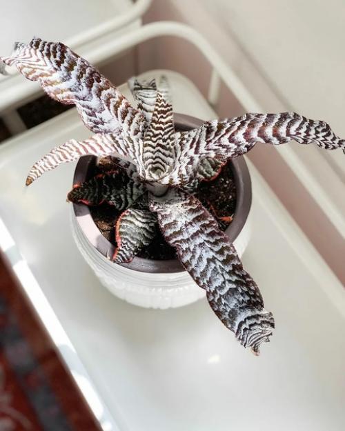 5 комнатных растений, которые выглядят дорого и стильно. 03