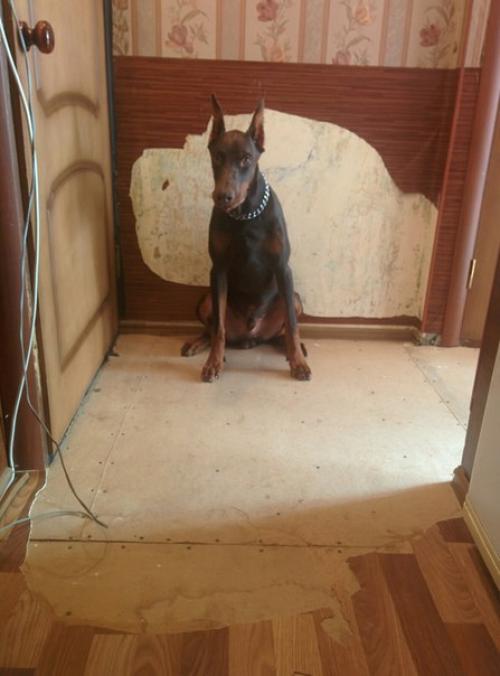 Вам надоел интерьер вашей квартиры?