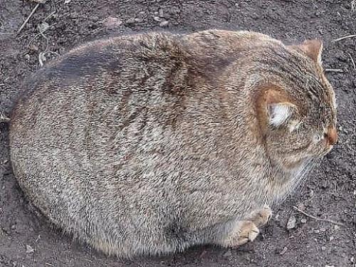 У нас есть кот.  