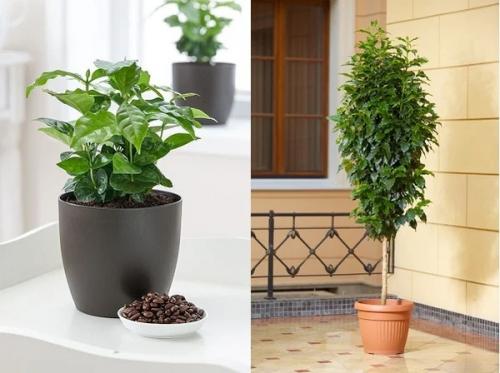 7 ароматных комнатных растений для интерьера квартиры и дома. 02 7 ароматных комнатных растений для интерьера квартиры и дома. 02