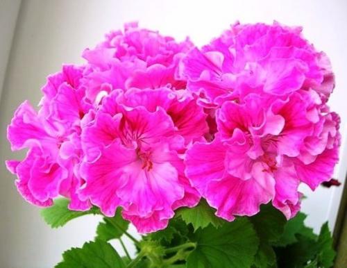 Виды пеларгоний. Это важно знать. 06 Виды пеларгоний. Это важно знать. 06