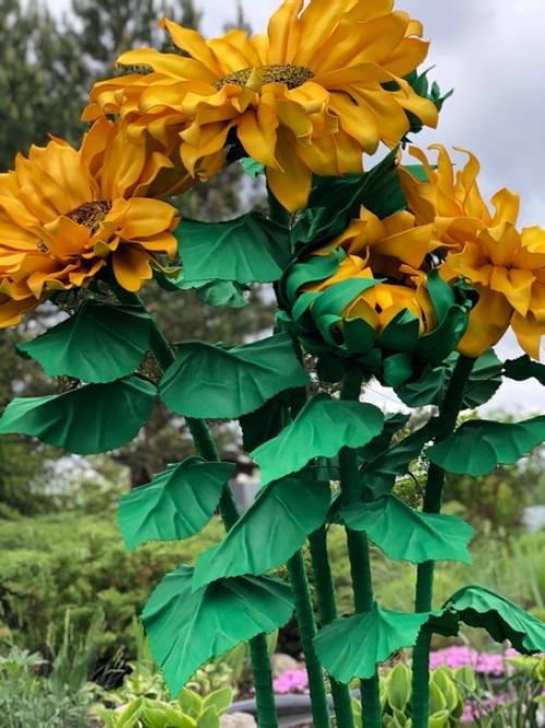 Как же хочется иметь свое красивое желтое солнышко у себя дома у нас распустился подсолнух. 06