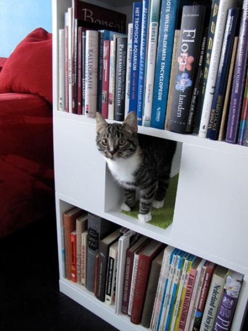 Домики для животных - часть интерьера городской квартиры? 02 Домики для животных - часть интерьера городской квартиры? 02