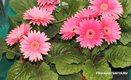 Комнатные герберы: выращивание и уход, условие содержания, пересадка и размножение. 01