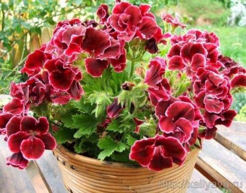 Виды пеларгоний. Это важно знать. 05 Виды пеларгоний. Это важно знать. 05