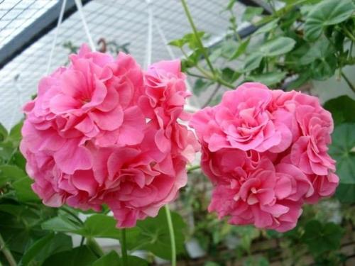 Виды пеларгоний. Это важно знать. 02 Виды пеларгоний. Это важно знать. 02