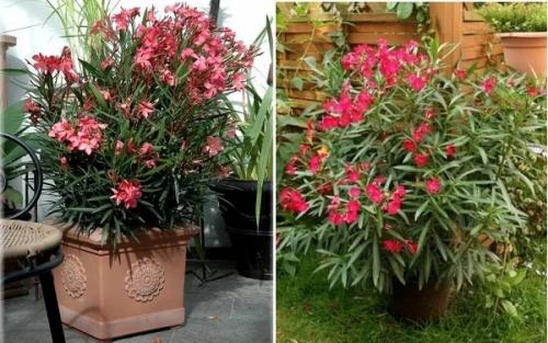 7 ароматных комнатных растений для интерьера квартиры и дома. 01 7 ароматных комнатных растений для интерьера квартиры и дома. 01