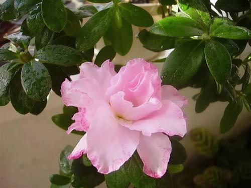 Азалия по праву одним из самых красивых комнатных растений является. 04