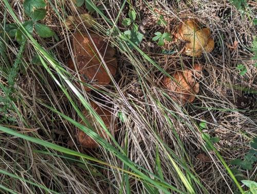 Давно я не жила на турбазах в палатках, но сейчас турбазы другие, и называются загадочно - Глэмпинг. 07