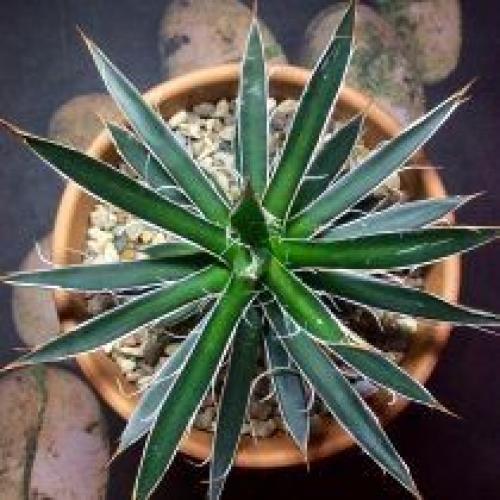 Комнатная агава - фаворитка среди суккулентов. 08