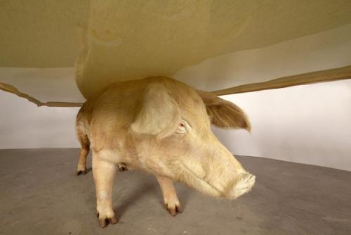 Странная мебель призывающая от поедания мяса отказаться. 03