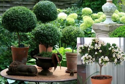 7 ароматных комнатных растений для интерьера квартиры и дома. 03 7 ароматных комнатных растений для интерьера квартиры и дома. 03