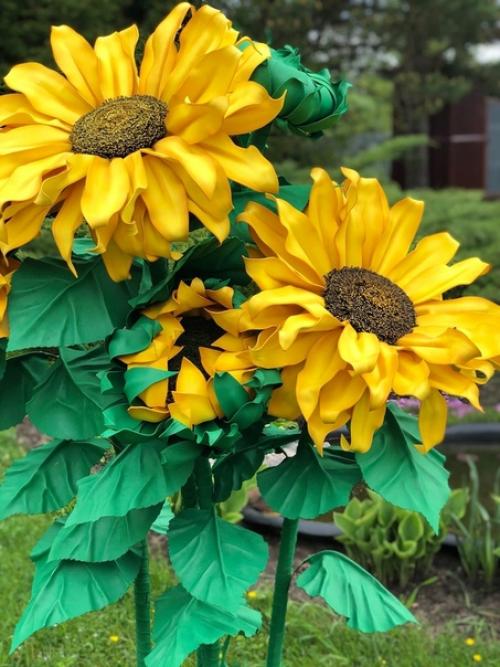 Как же хочется иметь свое красивое желтое солнышко у себя дома у нас распустился подсолнух. 01