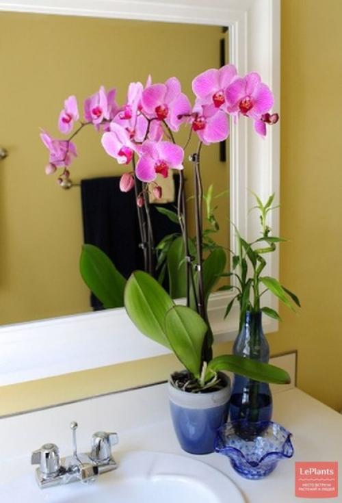 Орхидея в интерьере жилого дома. Орхидеи в ванной комнате?