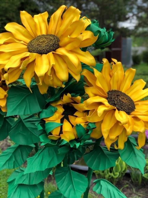 Как же хочется иметь свое красивое желтое солнышко у себя дома у нас распустился подсолнух. 05