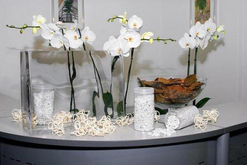 Орхидея в интерьере жилого дома. Орхидеи в ванной комнате?